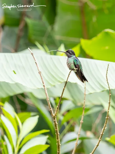 Hummingbirds of Costa Rica